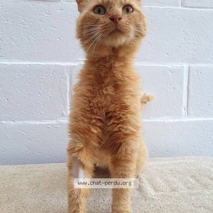 Foto 1/1 Kat gevonden Gevonden in Hornu