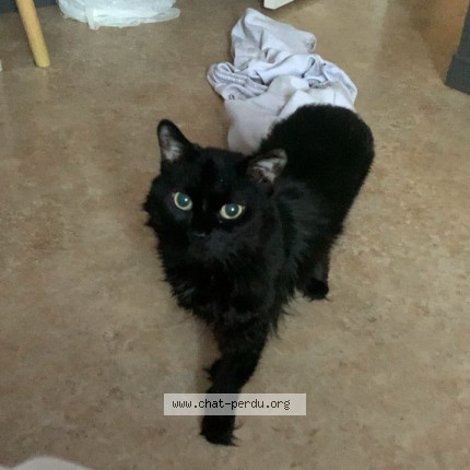 Photo 1/1 Ti-Fille Cat lost in Victoriaville