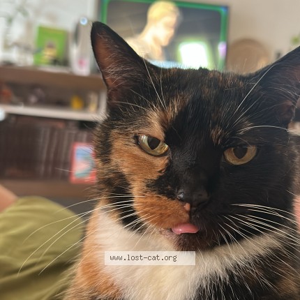 Foto de gato perdido em Recife