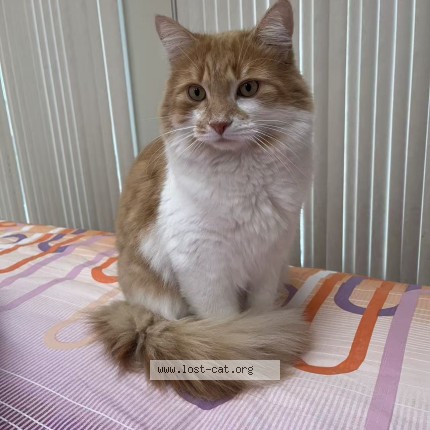 Photo 1/1 Dou Dou Cat lost in Kirkland