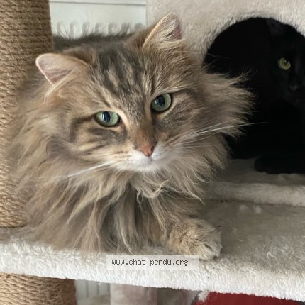 Photo of a cat found in Bassens