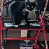 pepper