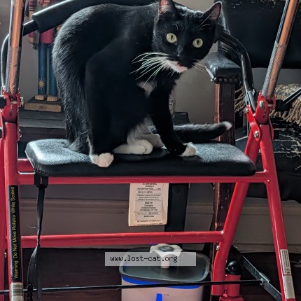 Photo 1/1 pepper Cat lost in Richmond