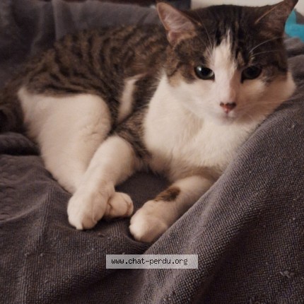 Foto 1/1 Lilly Kat vermist in Schaarbeek