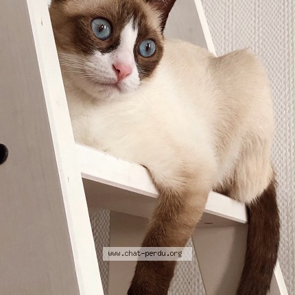 Photo of a cat found in Mougins