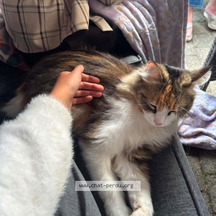 Foto 2/2 Luciole Kat vermist in Paliseul