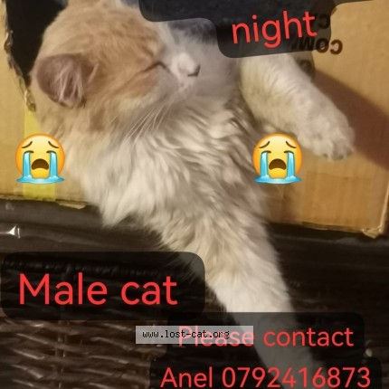 Picture of cat lost at Roodepoort
