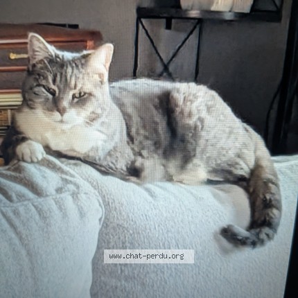 Foto 1/1 Kat teruggevonden Vermist in Bleret