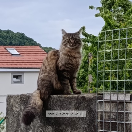 Photo of a cat found in Herserange