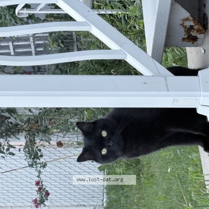 Photo 1/1 Thomas Cat lost in Laval
