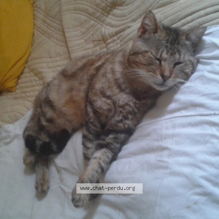 Photo of a cat found in Eysines