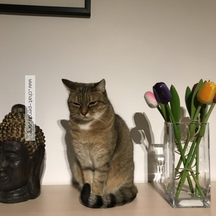 Foto einer wiedergefundenen Katze in Amboise