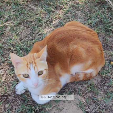 Foto di gatto smarrito a Pragelato