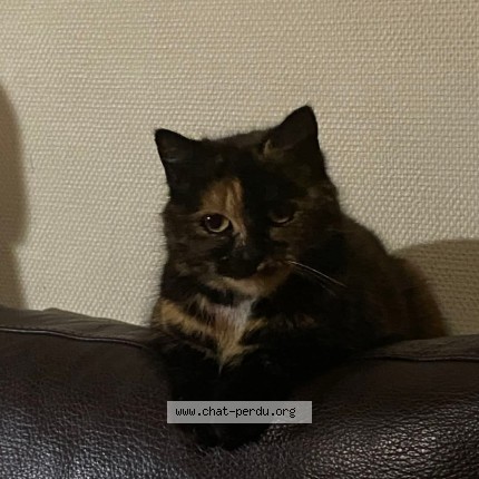 Foto 1/1 Maya Kat vermist in Mons