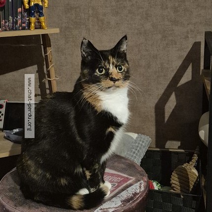 Foto 1/1 Gezabelle Kat vermist in Blankenberge