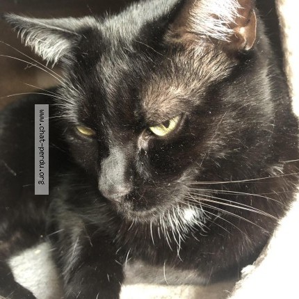 Photo of a cat found in Haubourdin