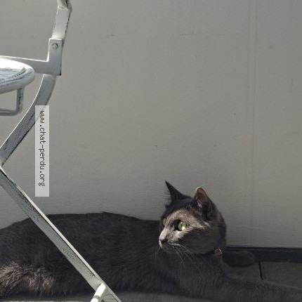 Foto 1/1 Smooky Katze verloren in Lausanne