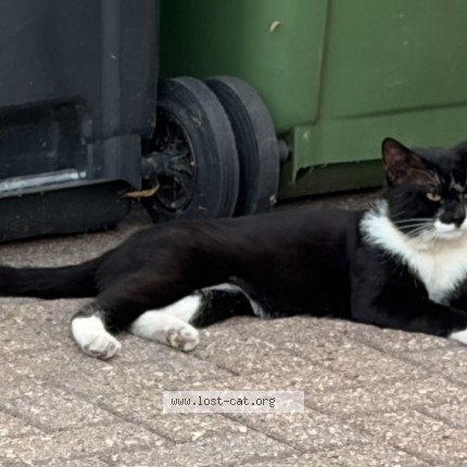 Photo 1/1 Found cat Found in Basildon