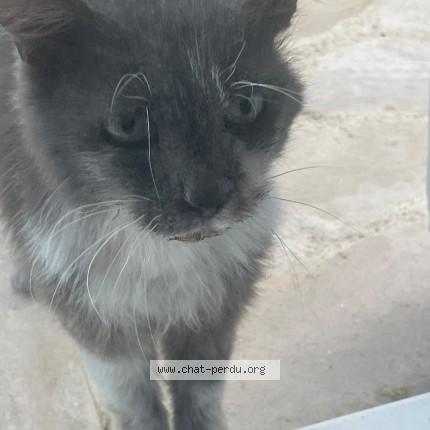 Photo of a cat found in Plaisir
