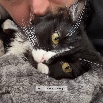 Foto 1/1 Bingo Kat vermist in Molenbeek