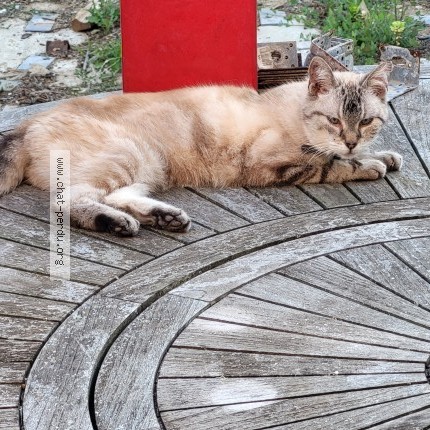 Photo of a cat found in Les Sables D Olonne