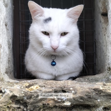 Photo of a cat found in Chantonnay
