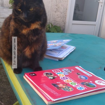 Photo of a cat found in Nantes