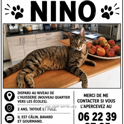 Photo of a cat found in L Huisserie