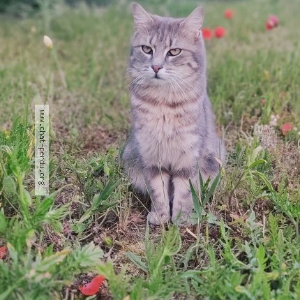 Photo of a cat found in Le Mans
