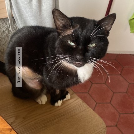 Photo of a cat found in St Remy