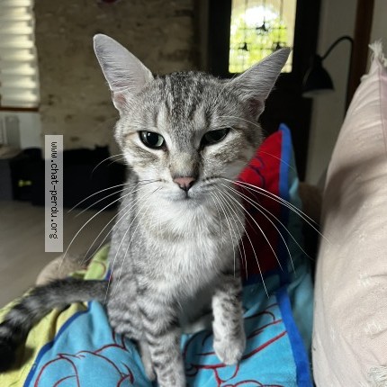 Photo of a cat found in Chevry Cossigny
