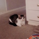 oreo
