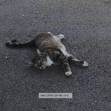 Photo of a cat found in Brax