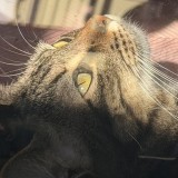 pansita