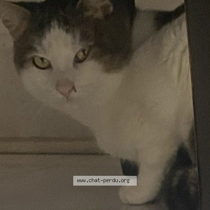 Photo 1/1 Minou Cat lost in Saint Leonard