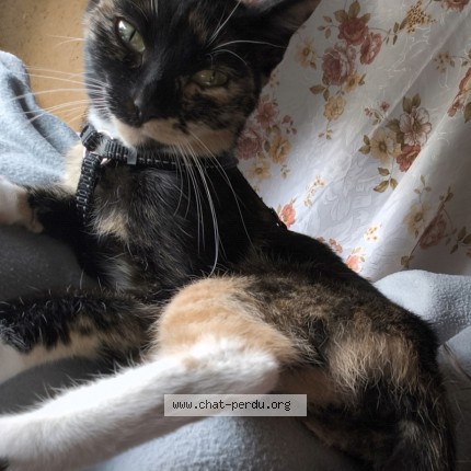 Foto 1/1 brika Kat vermist in Juprelle