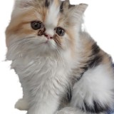zoe
