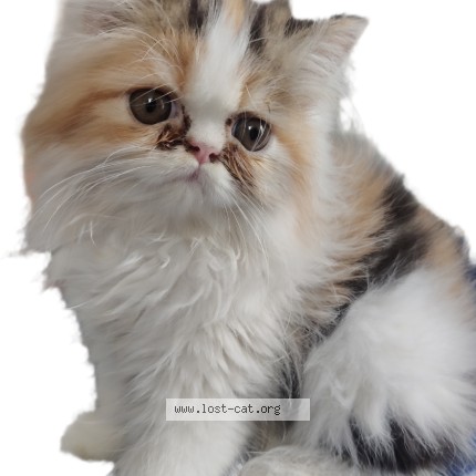 Photo 1/1 zoe Cat lost in Aurangabad