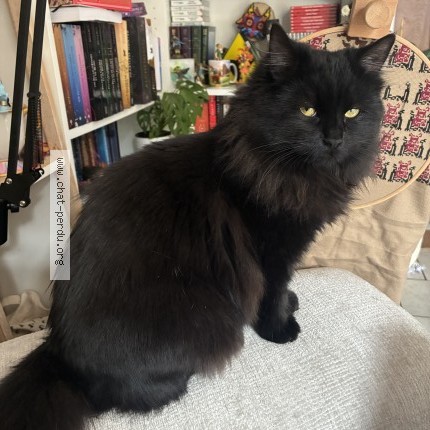 Photo of a cat found in Pont L Eveque