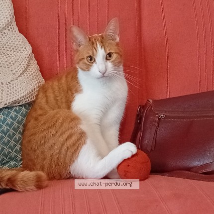 Photo of a cat found in Aytre