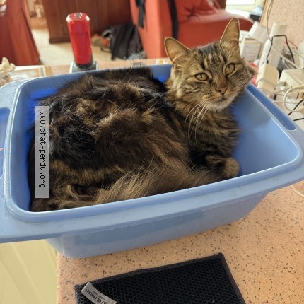 Photo of a cat found in Vias