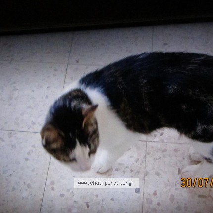 Foto 1/1 chaussette Kat vermist in Kain
