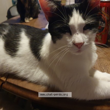 Photo of a cat found in Chamboulive