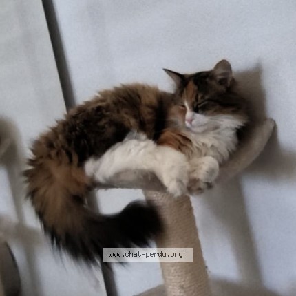 Foto 1/1 gayana Gatto smarrito a Vuisternens Devant Romont