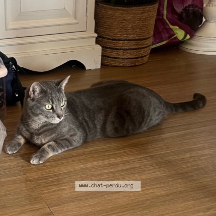 Photo of a cat found in La Teste De Buch