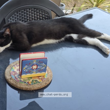 Photo of a cat found in Fuveau