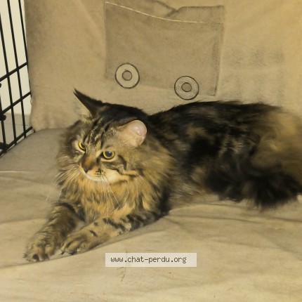 Photo of a cat reunited in Choisy En Brie