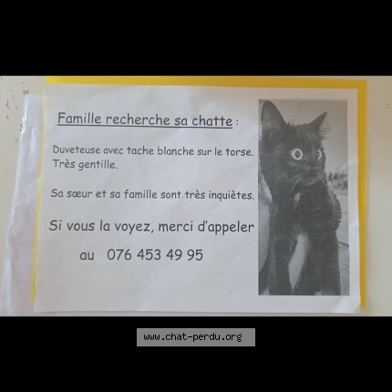 Foto 1/1 Tequila Katze verloren in Jonction