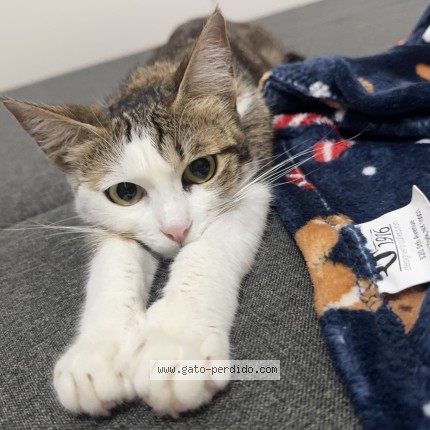 Photo of a cat found in El Pont De Suert