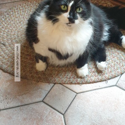 Photo of a cat found in Strasbourg
